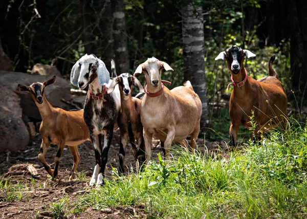 Skupina Koz Kráčejících Poli — Stock fotografie