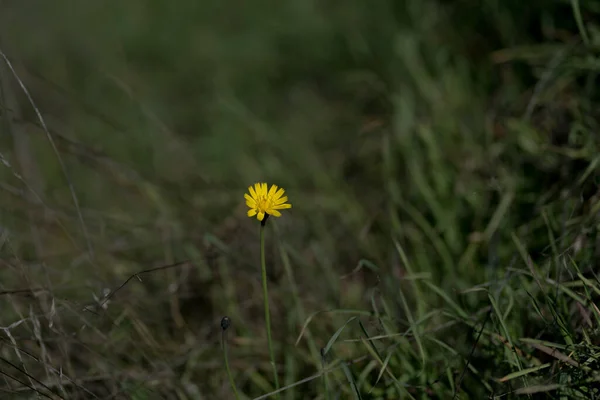 Closeup Shot Single Leontodon Autumnalis Yellow Flower Field Green Grass — 图库照片
