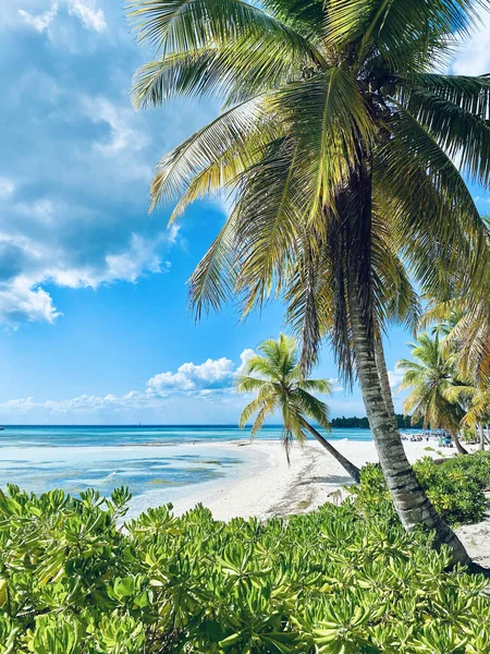 Scenic Shot Beautiful Tropical Beach Palm Trees Crystal Clear Water — Stock Photo, Image