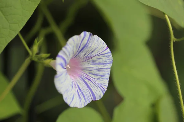 Foco Superficial Uma Flor Glória Manhã Fundo Verde Desfocado — Fotografia de Stock