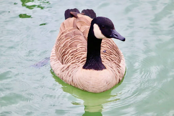 Canada Goose Swimming Lake — Stock Photo, Image