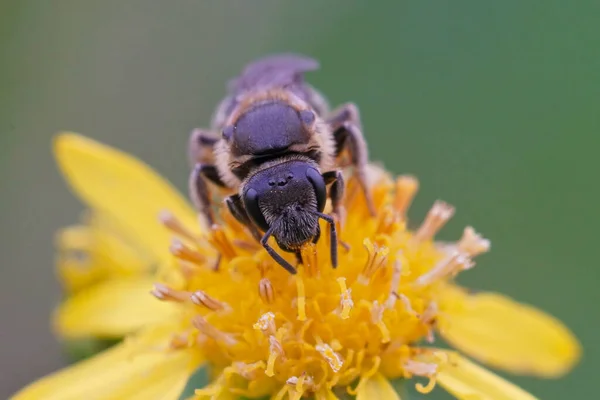 Frontal Closeup Female Furrow Bee Lasioglossum Yellow Ragwort Flower Senecio — Stock Photo, Image