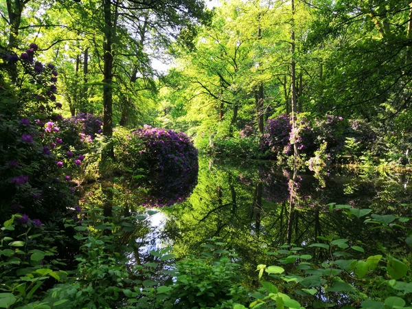 Piękny Krajobraz Zielonego Lasu Kwitnącymi Roślinami Małym Jeziorkiem Słoneczny Dzień — Zdjęcie stockowe