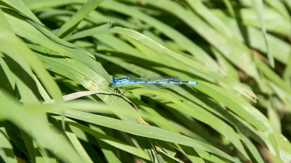 Eine Nahaufnahme Der Libelle Enallagma Cyathigerum Auf Dem Grünen Blatt — Stockfoto