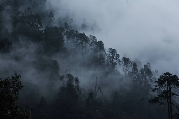 Los Árboles Densos Bosque Bajo Niebla — Foto de Stock