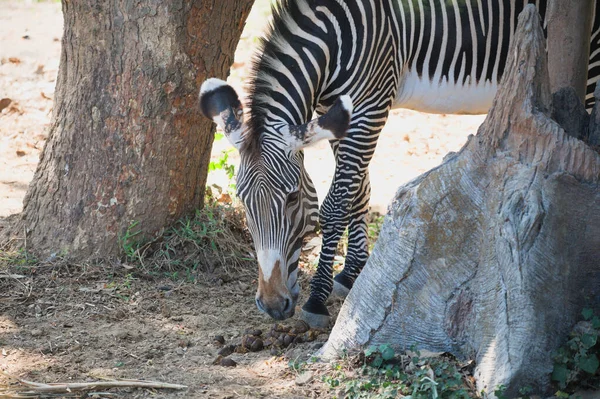 Uma Bela Foto Uma Zebra Procura Comida Chão Parque Animais — Fotografia de Stock