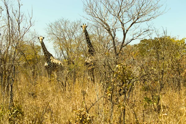 Родезийские Жирафы Giraffa Camelopardalis Thornycroft Лусаке Замбия — стоковое фото
