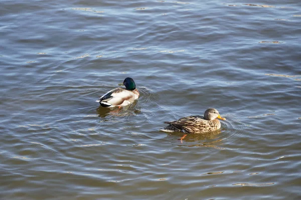 一对野鸭在湖中游泳 — 图库照片