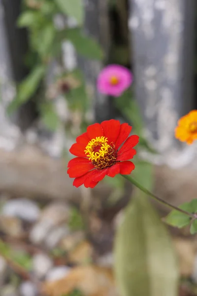 Eine Vertikale Nahaufnahme Der Zinnia Die Garten Blüht — Stockfoto