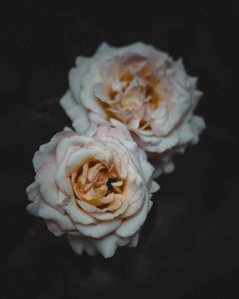 Ένα Κάθετο Κοντινό Πλάνο Όμορφα Τριαντάφυλλα Σκούρο Φόντο — Φωτογραφία Αρχείου