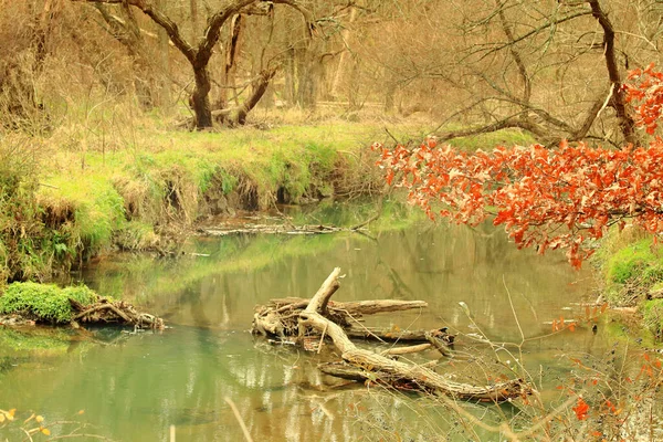 Uma Bela Vista Pântano Cercado Por Árvores Parque — Fotografia de Stock