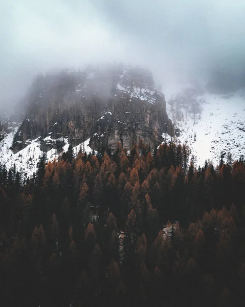 Karlar Sisle Kaplı Renkli Ağaçlarla Dolu Bir Ormanın Manzarası — Stok fotoğraf