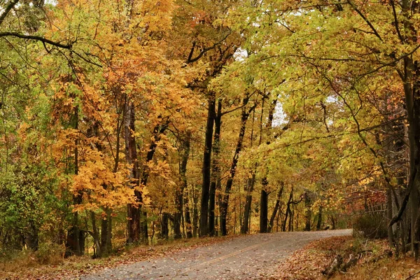 Ein Schöner Blick Auf Eine Herbstlandschaft Mit Bäumen Wald Und — Stockfoto