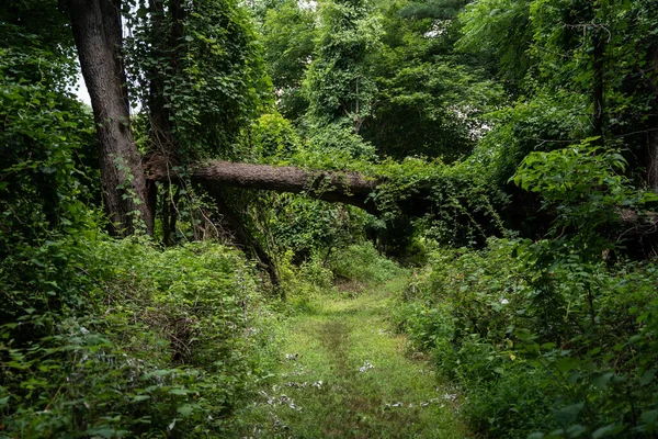 Ett Magiskt Landskap Med Stig Lummig Grön Skog — Stockfoto