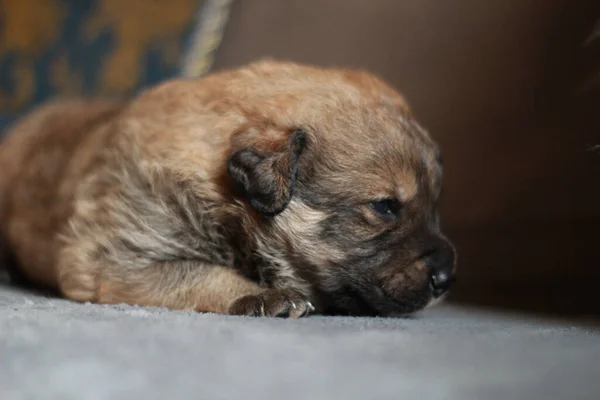 Closeup Shot Brown Bernese Mountain Puppy Lying Sofa — Stock Photo, Image
