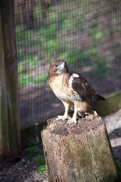 红尾鹰在木头上栖息的红尾鹰的垂直射击 — 图库照片