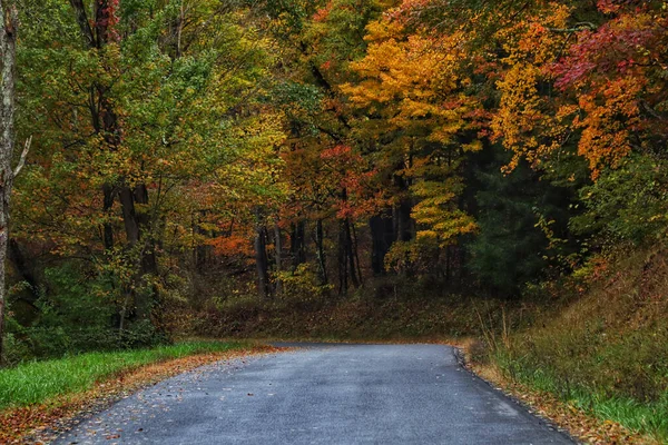 Tiro Natural Uma Estrada Forrada Com Árvores Outono Lado — Fotografia de Stock