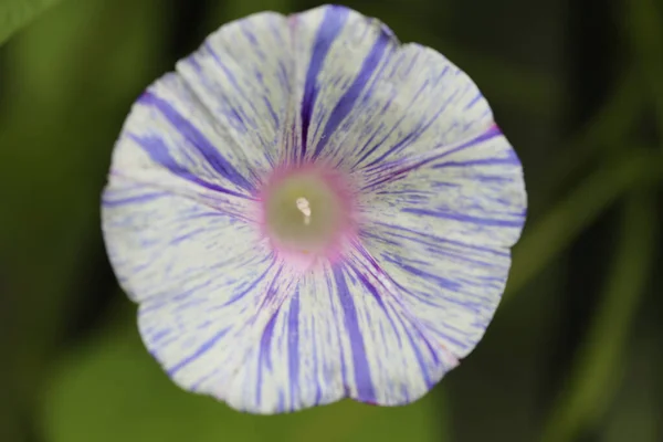 Shallow Focus Morning Glory Flower Green Blurred Background — Stock Photo, Image