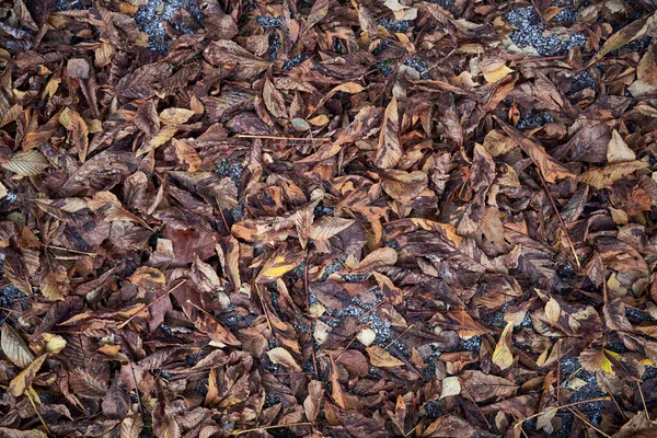 Scenic Shot Dry Fallen Leaves Ground — 图库照片
