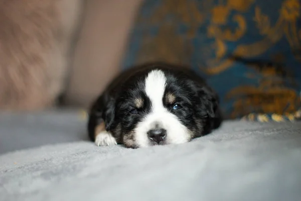 Tiro Close Cachorro Preto Bernese Montanha Deitado Sofá — Fotografia de Stock