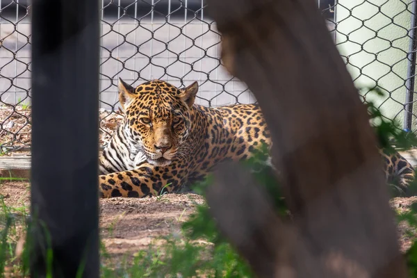Jaguar Laying Ground Fenced Area Zoo — Stock Photo, Image