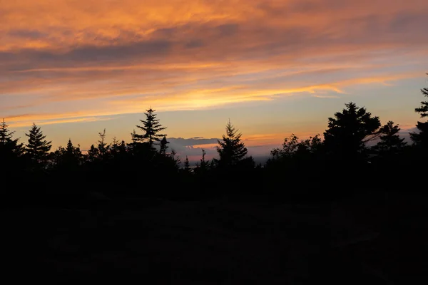 Die Silhouetten Von Kiefern Arcadia National Park Bei Sonnenuntergang Maine — Stockfoto