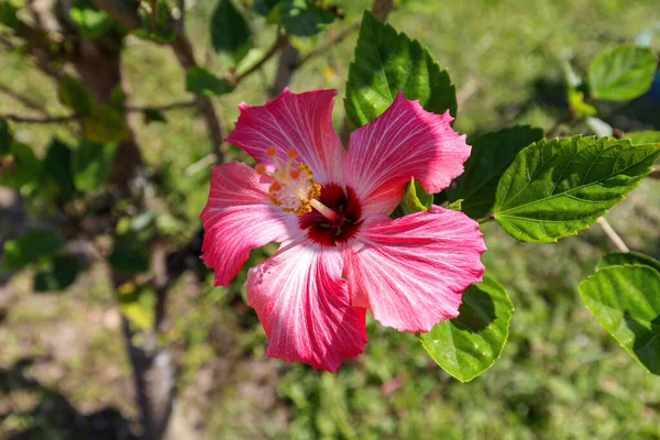 Egy Közeli Kép Egy Gyönyörű Hibiscus Virágzásáról Kertben — Stock Fotó