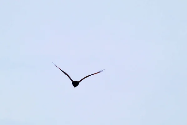 Beautiful Shot Herring Gull Flying Sky — 图库照片