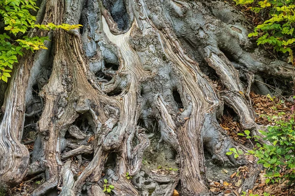 森の中の木の根のクローズアップ — ストック写真