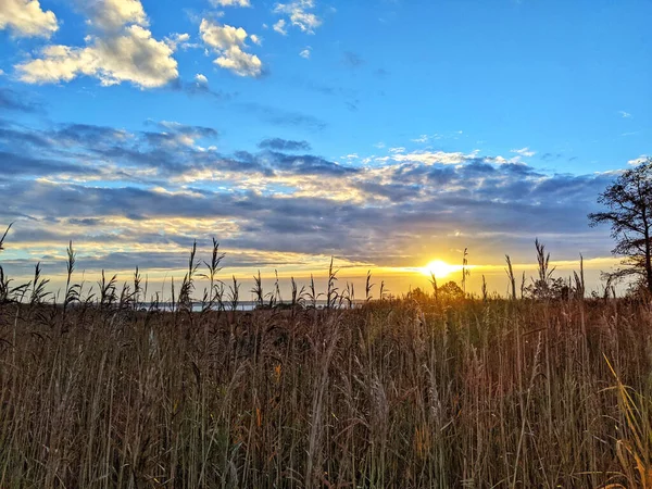 Une Belle Vue Sur Coucher Soleil Travers Herbe Haute Dans — Photo