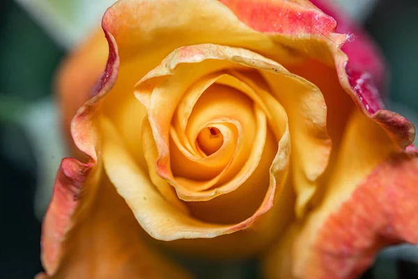 Płytkie Ognisko Pomarańczowy Ogród Róża Rozmytym Tle — Zdjęcie stockowe