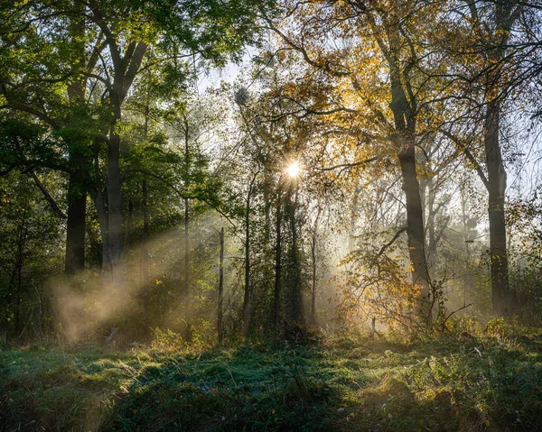 Una Vista Panorámica Los Rayos Del Sol Través Los Árboles —  Fotos de Stock