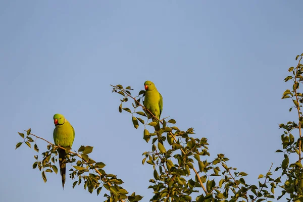 Pár Růžových Papoušků Sedících Stromě — Stock fotografie