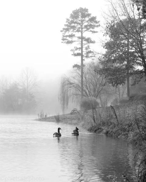 Plan Vertical Niveaux Gris Canards Nageant Dans Lac Par Une — Photo