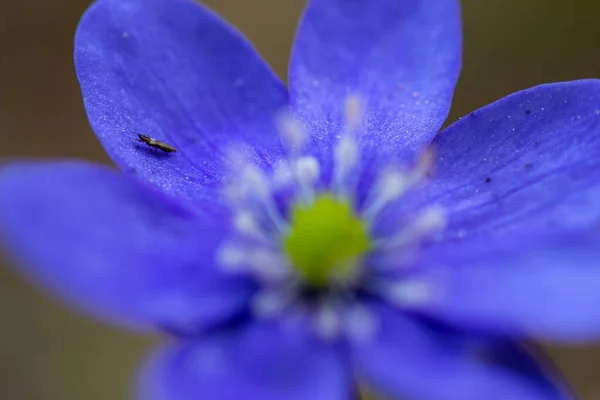 庭の美しい青いイソギンチャクの花の昆虫のクローズアップ — ストック写真
