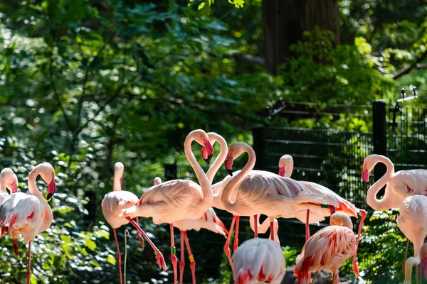 Bandada Hermosos Flamencos Rosados Zoológico — Foto de Stock