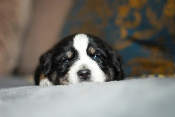 Closeup Shot Black Bernese Mountain Puppy Lying Sofa — Stock Photo, Image
