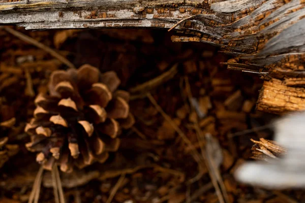 Closeup Shot Fallen Cones Dried Grass — 图库照片