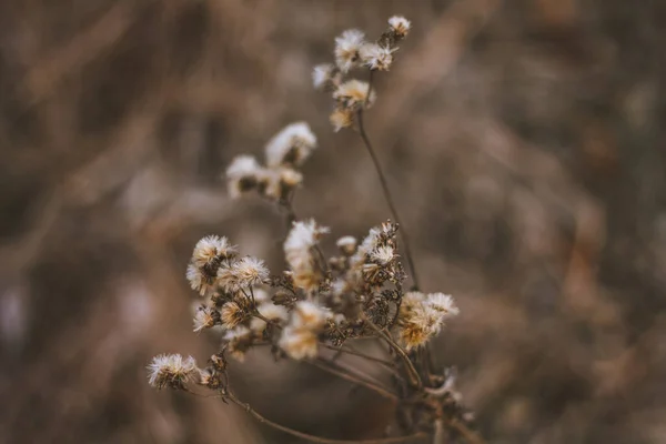 Een Close Schot Van Tarwe Het Veld Forth Worth Texas — Stockfoto