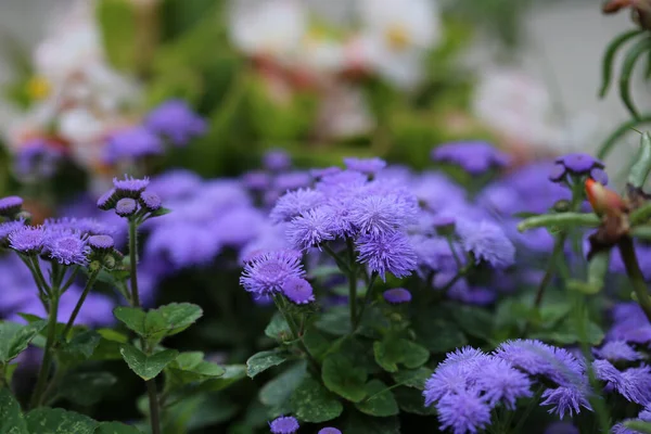 緑の背景にブルーミンクの花の浅い焦点 — ストック写真