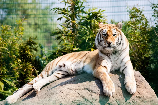 Grande Tigre Deitado Sobre Uma Pedra Zoológico — Fotografia de Stock