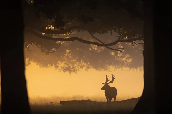 オレンジの夕日の間に角を持つ鹿のシルエット — ストック写真