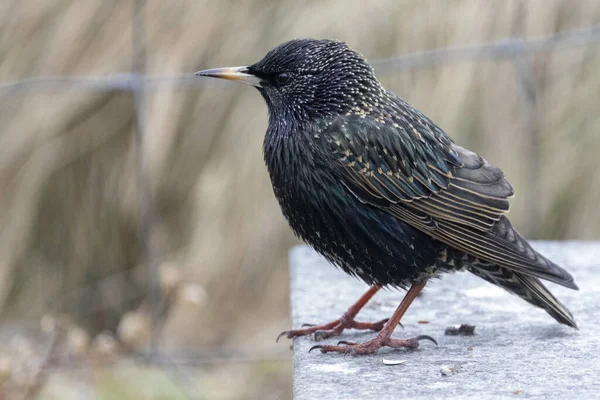 Starling Primavera Procura Comida — Fotografia de Stock