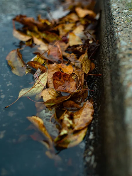 Vertical Closeup Dried Autumn Leaves Water Puddle — Stockfoto
