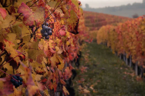 Чудовий Осінній Краєвид Виноградника Ланге Італія — стокове фото