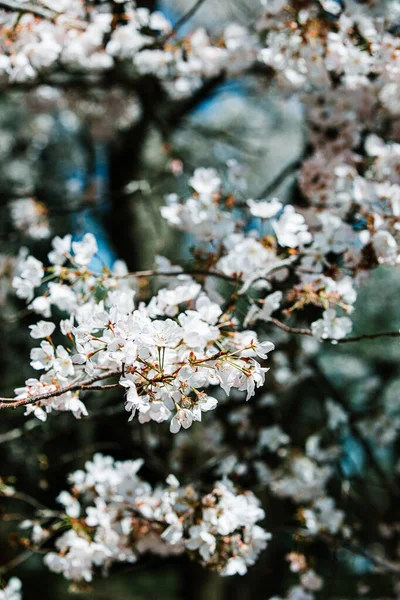 Vertical Shot Spring Cherry Blossom Tree Sunny March Day — Stockfoto