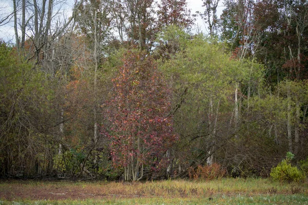 Egy Gyönyörű Kép Őszi Fák Egy Parkban Delaware Usa — Stock Fotó
