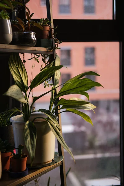 Vertical Shot Green Houseplants Flowerpots Window — Stock Photo, Image