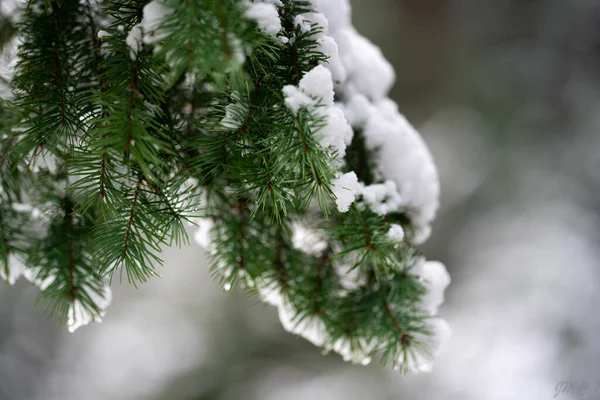 Closeup Green Fir Branches Covered Snow — Stockfoto