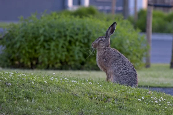 デンマークのアーボルグ市の公園で美しいウサギのショット — ストック写真